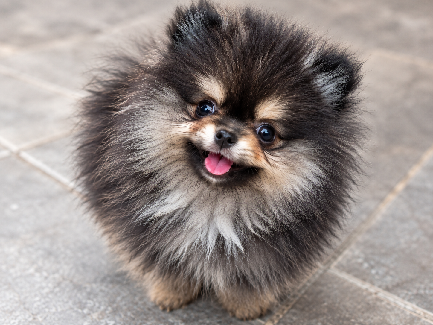 Toy Pomeranian