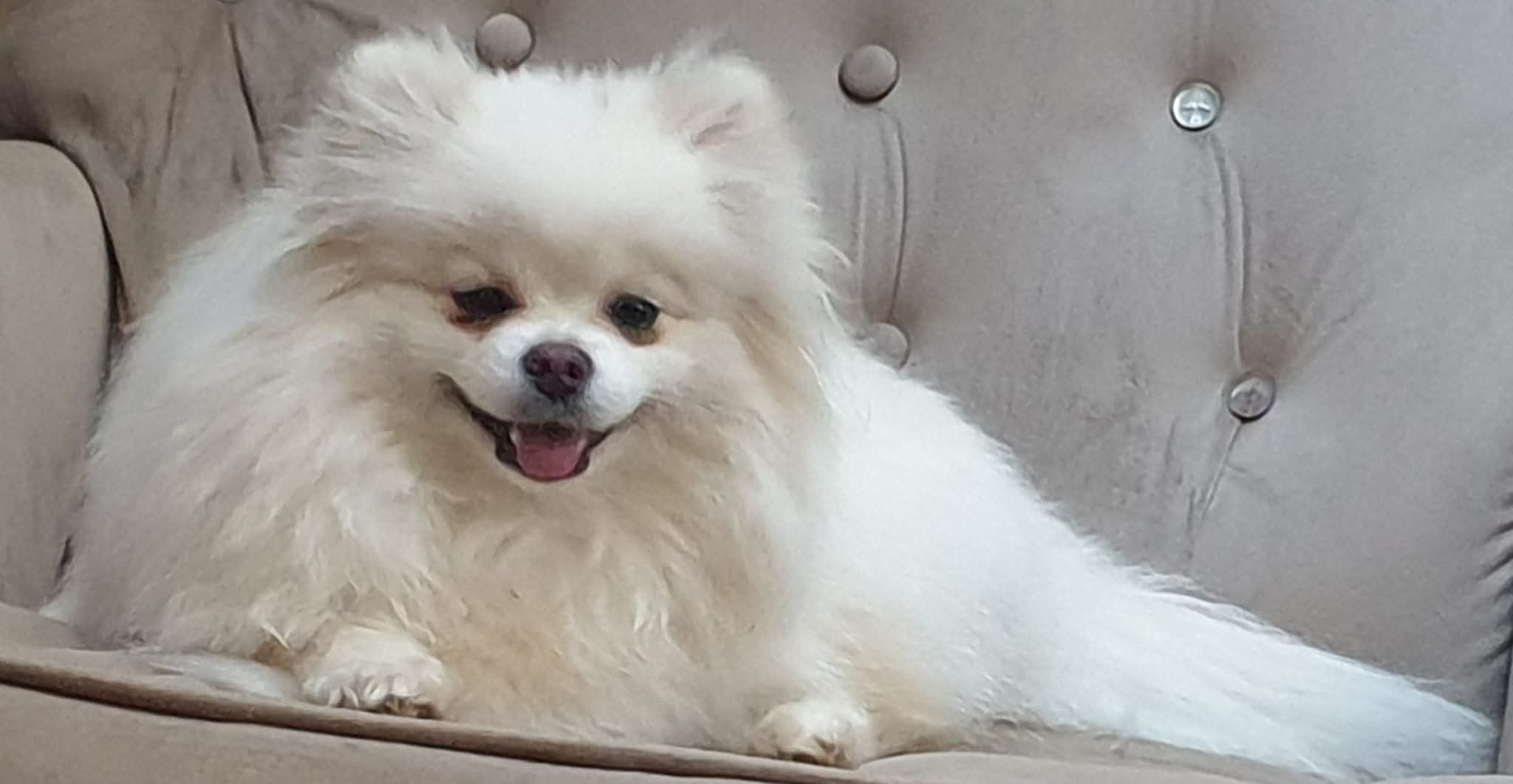 Toy Pomeranian