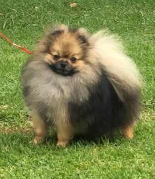 Toy Pomeranian
